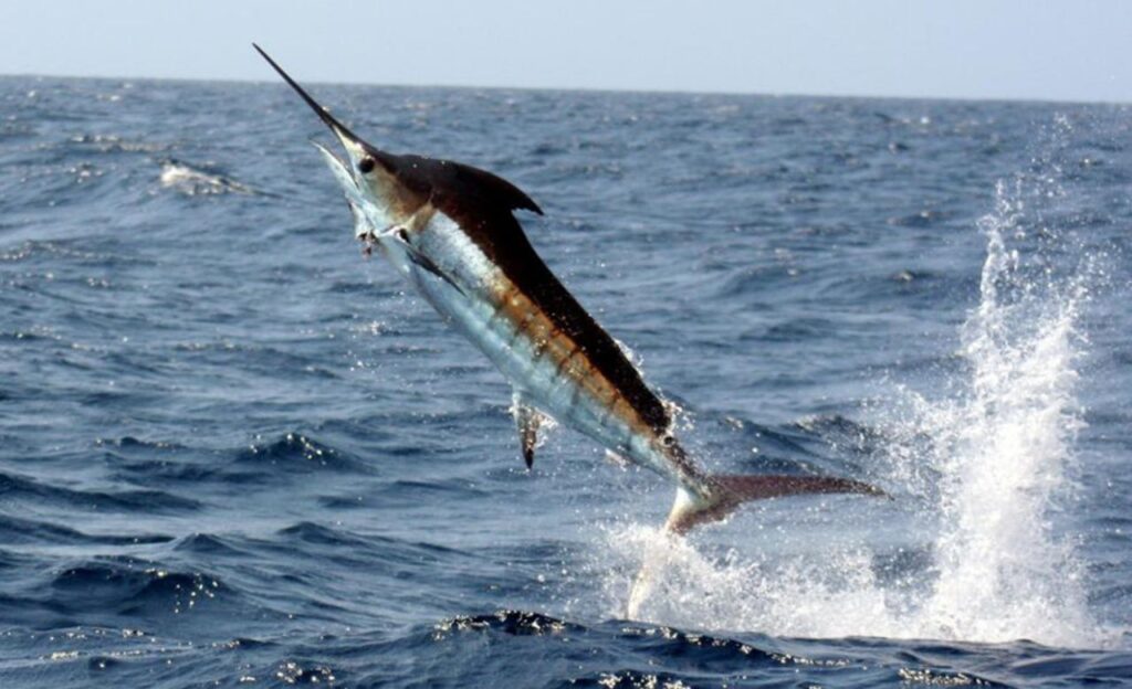 marlin fish