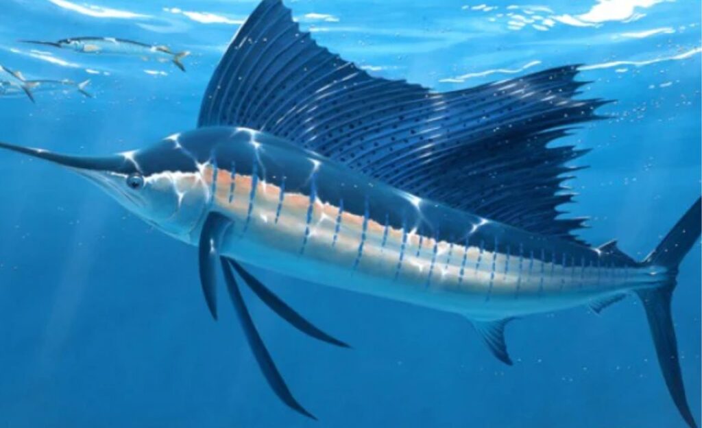 sailfish