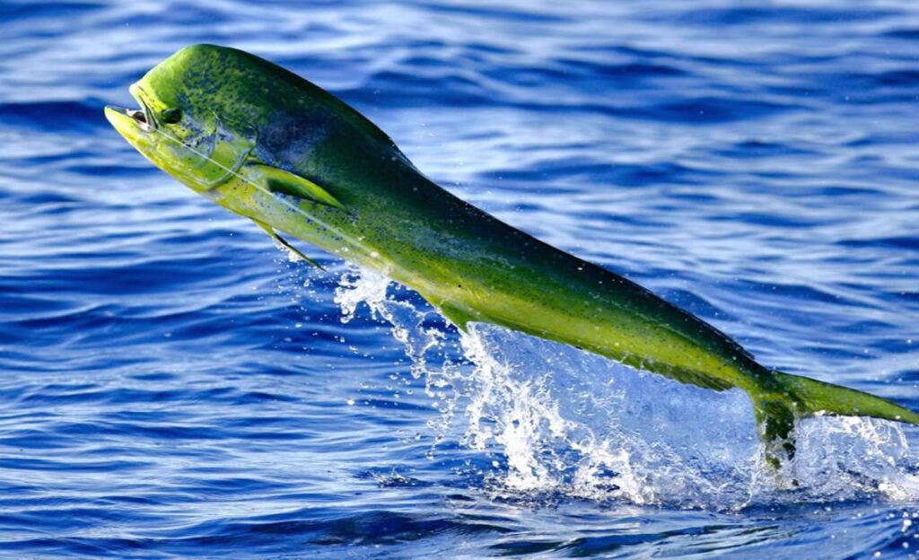 mahi mahi fishing