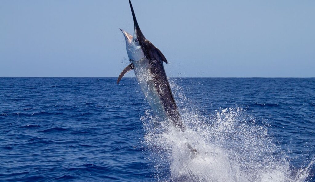 sailfish fishing in miami